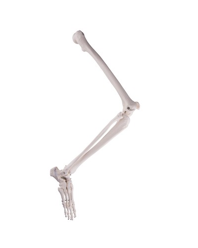 Skeleton of leg with foot